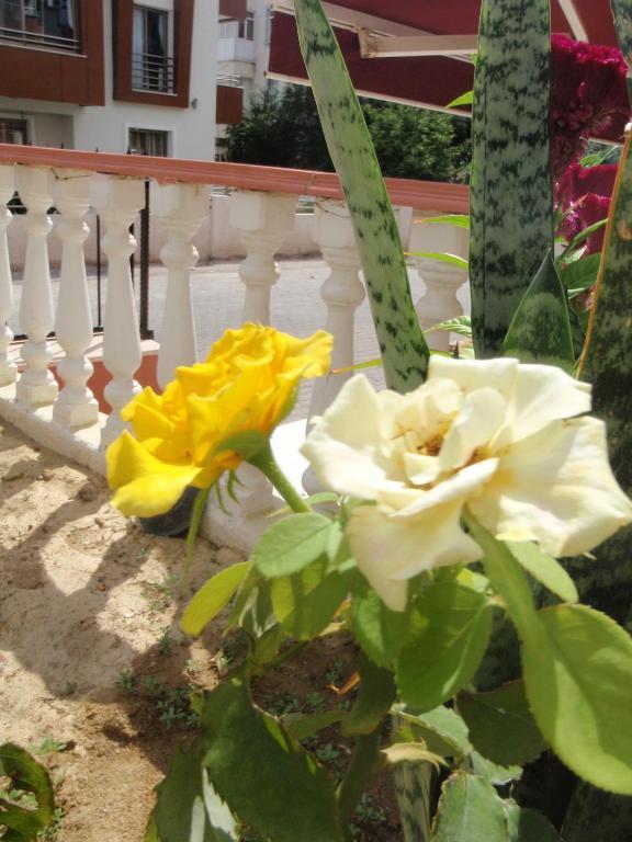 Aloe Apart Hotel Marmaris Luaran gambar