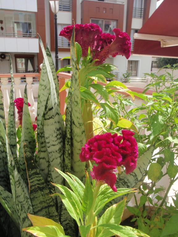 Aloe Apart Hotel Marmaris Luaran gambar