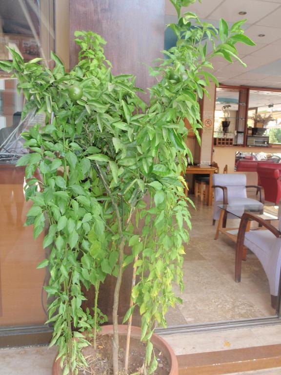 Aloe Apart Hotel Marmaris Luaran gambar